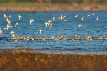 Grey Plovers and Dunlins in environment.