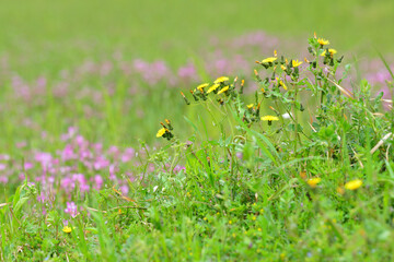 レンゲ畑に咲くノゲシ
