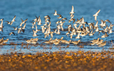 Grey Plovers and Dunlins in environment.