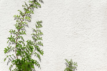 Green branch with leaves on the background of a white light wall in sunlight