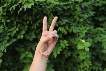 Fototapeta na wymiar A brown woman's hand wearing violet nail polish showing victory sign in front of green leaves in nature