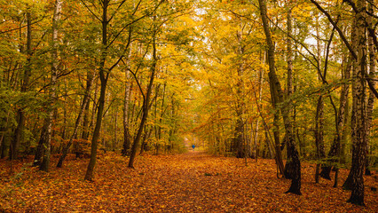 Amazing park of luminous autumnal colors.
