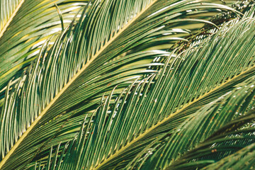 Obraz na płótnie Canvas Palm leaves and branches background. Tropical plants and trees.