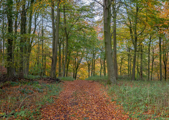 Obraz premium Woodland track in the fall