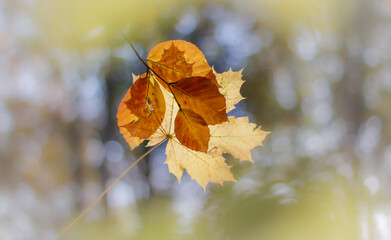 colorful Beech and maple leaves on bright sunlight Nature Autumn Details
