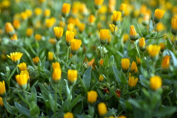 Junge Ringelblumen auf einem Feld