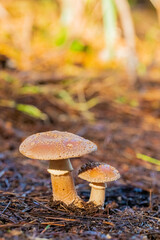 Close-up Mushrooms in a Pine Forest Plantation in Tokai Forest Cape Town