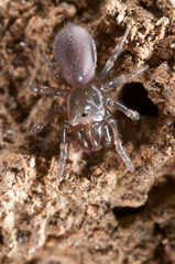 Purse web spider (Atypus affinis), Liguria, Italy.