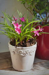 pink rain lily in a vintage bucket