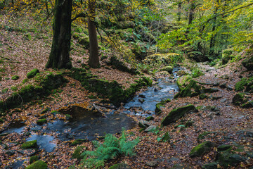 Woodland in Autumn at Tarn Hows, Lake District, Cumbria