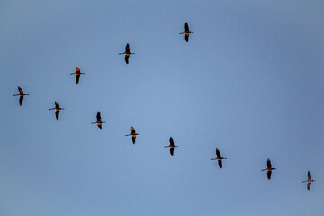 Migratory birds formation in the blue sky