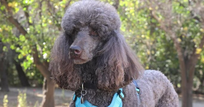 4k slow motion clip of a brown standard poodle with a blue harness looking at camera