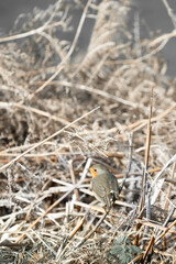 A Robin Sitting On A Fern Plant, From Behind
