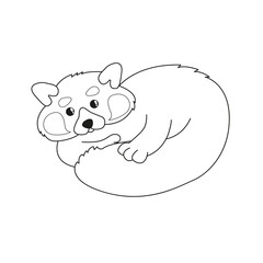 Cute vector Red Panda lying on the floor. Outline illustration.