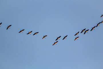 Migratory birds formation in the blue sky