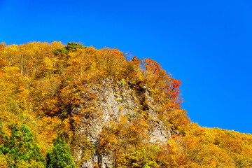 Fototapeta premium 【秋イメージ】鮮やかな紅葉