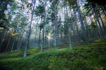 Obraz premium Autumn in the mountains - meadows and forests in colorful colors