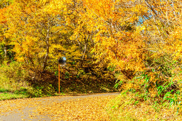 【秋イメージ】鮮やかな紅葉