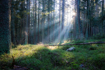 Obraz premium Autumn in the mountains - meadows and forests in colorful colors