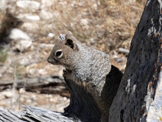 Grauhöhrnchen aus Nordamerika