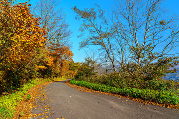 【秋イメージ】鮮やかな紅葉