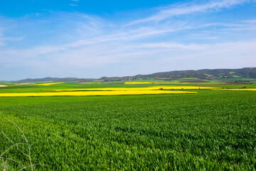 Fototapeta premium oilseed rape, yellow fields cultivated with this energy plant.