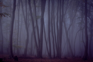 Fototapeta premium Foggy spooky Forest Dark Landscape in Autumn Colors