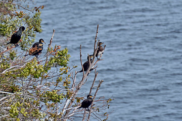 Eine Kormoran - Kolonie ( Phalacrocorax carbo ) an der Kreideküste im Nationalpark Jasmund auf der Insel Rügen.