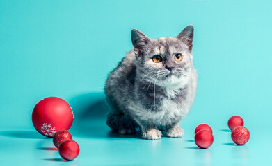 disgruntled cat with christmas balls on a turquoise background