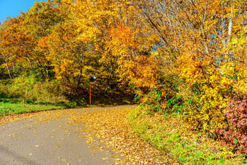 【秋イメージ】鮮やかな紅葉
