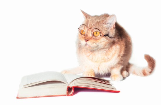 red cat in glasses with a book on a white background close up