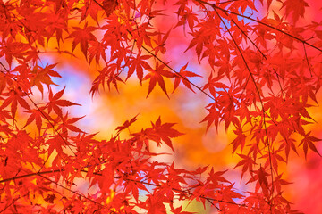 河口湖の紅葉