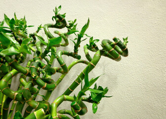 Lucky bamboo, decorative houseplant