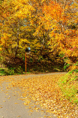 【秋イメージ】鮮やかな紅葉