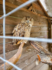 The owl turns its head in close-up. an owl sits in a cage.