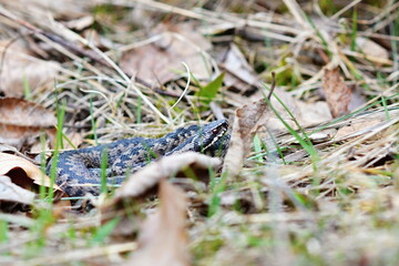 Snake viper basks in the autumn meadow

