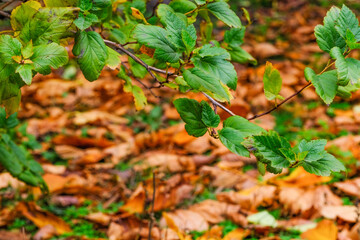 Autumn sketch background