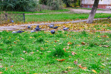 Urban autumn landscape