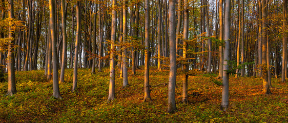 Beech, autumn forest in the light of the setting sun