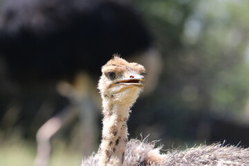 Straussenbaby 2 Monate alt 4719