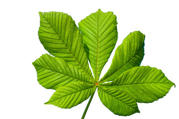 Naklejka na ściany i meble Young green leaf on white background