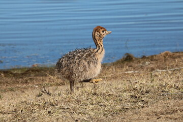 Straußenbaby 1484