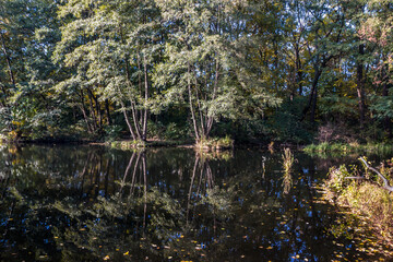 Autumn trees alley with colorful leaves in the park