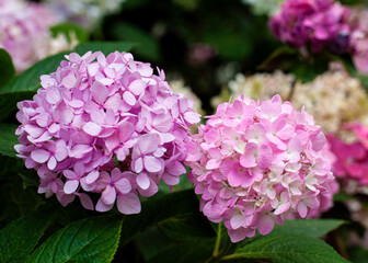 Beautiful pink, purple flowers