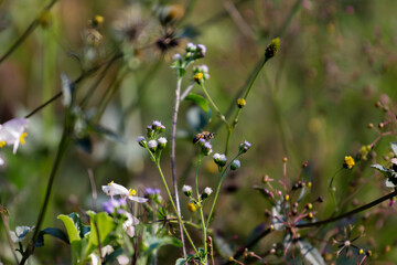 Natureza pedreira