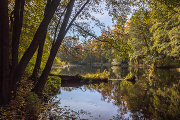 Autumn trees alley with colorful leaves in the park