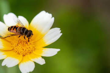 Photo of a golden honeybee on a flower