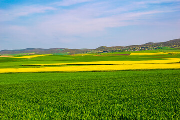 Obraz premium oilseed rape, yellow fields cultivated with this energy plant.