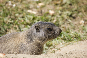 Naklejka premium cloe up of a baby marmot in the swiss mountains