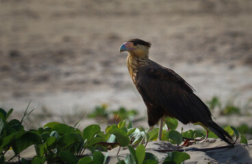Typical Brasilian Falcon on a beach. (Caracara plancus, Carcará). Is usually found in the northeast region of Brazil and other regions of south america.